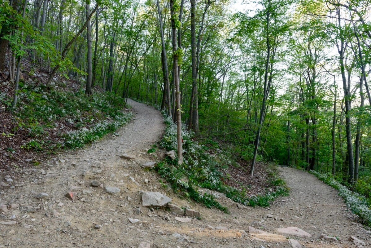 A trail in the woods with trees and rocks