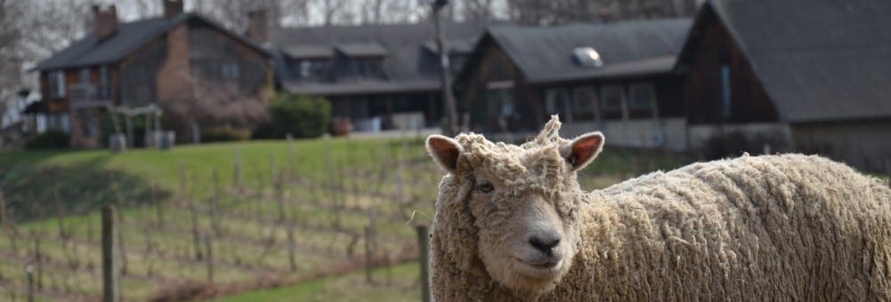 A sheep with long wool standing in front of a house.