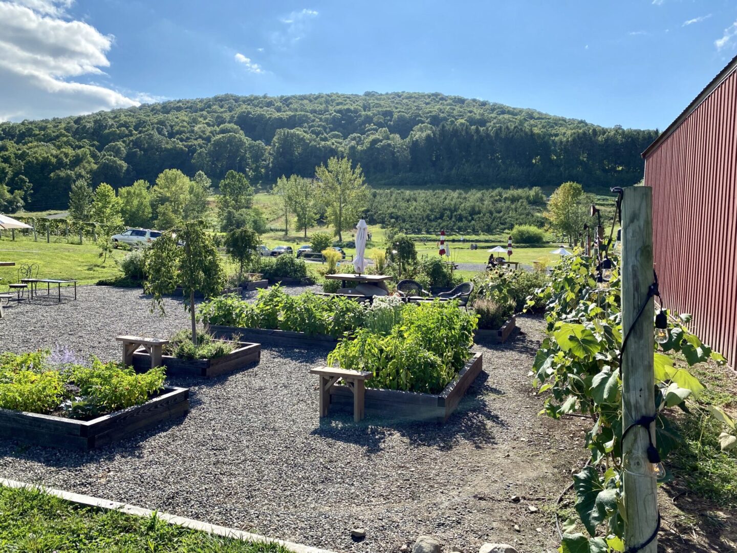 A garden with many different plants and trees