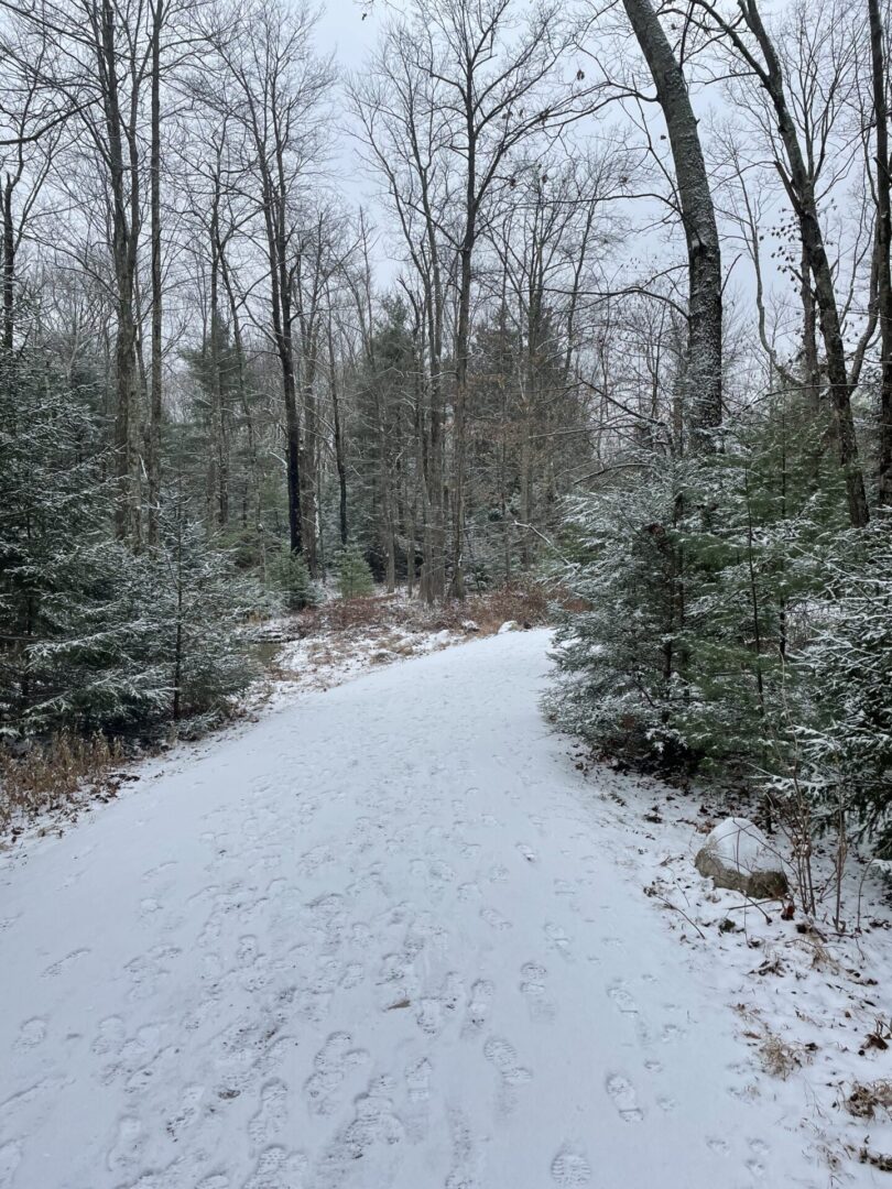 A snowy path through the woods with trees