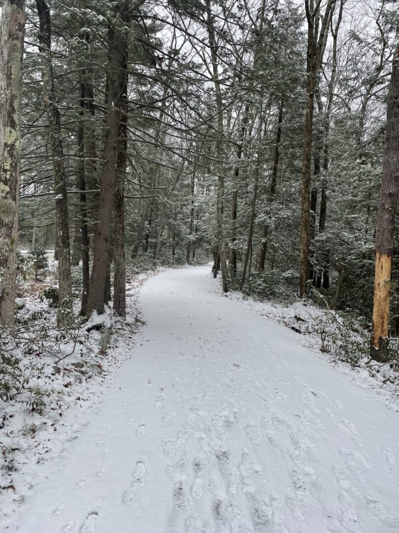 A snowy path in the woods with trees