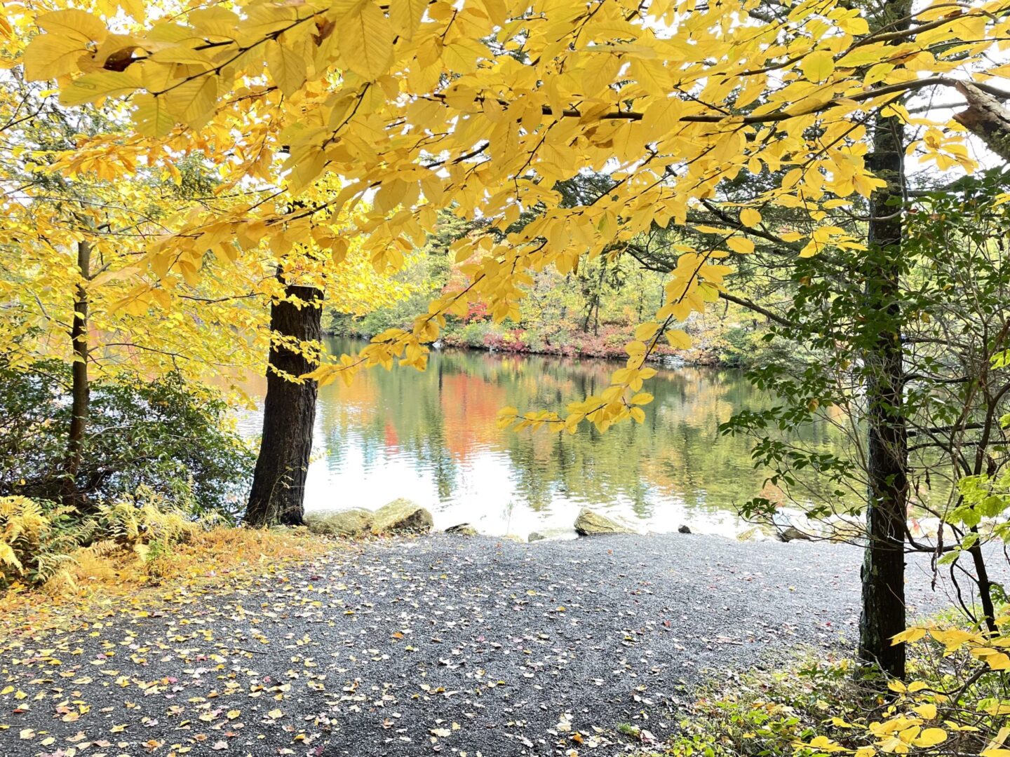 A road with leaves on the ground and trees near water.