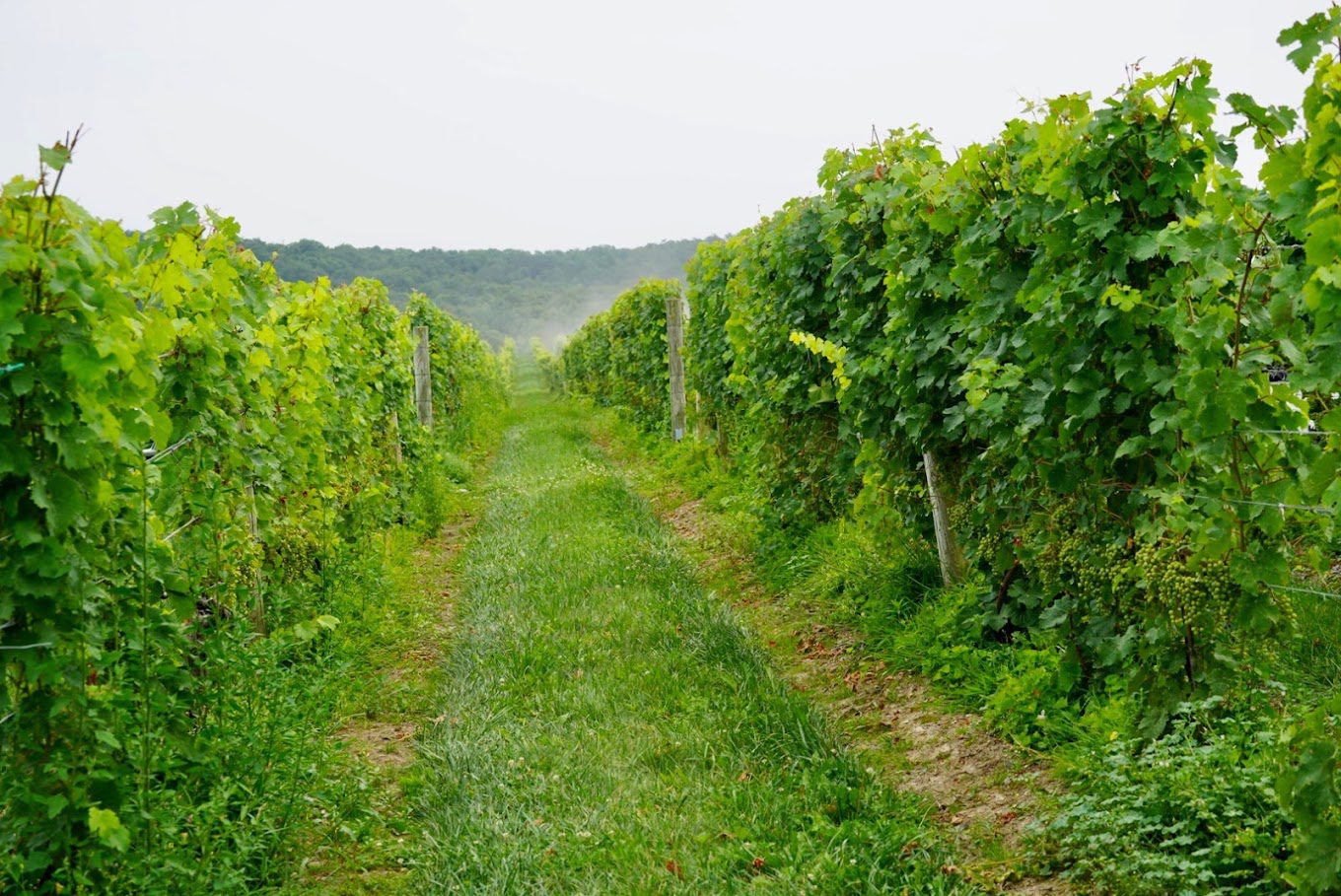 A path through the vines is shown in this picture.